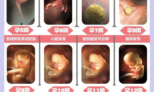 怀孕可以吃鸡蛋白吗？怀孕吃什么比较好